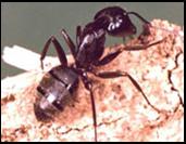 Carpenter Ant Control