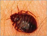 Bed Bug Control